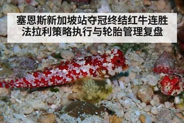 塞恩斯新加坡站夺冠终结红牛连胜 法拉利策略执行与轮胎管理复盘